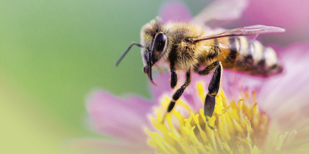 VITALIA Blog Banner Rettet die Bienen